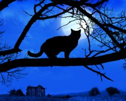 Halloween superstitions