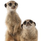 Mobile Petting Zoo, Childrens Wedding Entertainer to hire