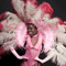 Click for a bigger image of (Dancers) Cabaret Show