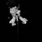 Click for a bigger image of The Little Big Tones