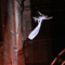 Click for a bigger image of Aerial Dancer