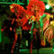 Click for a bigger image of Tropicalia Show Band