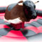Click for a bigger image of Rodeo Rides